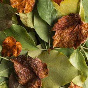 vegetaux